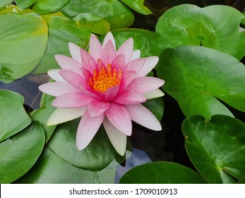 lotus or water lily in pond - Powered by Shutterstock
