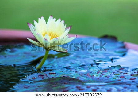 Similar – Image, Stock Photo waiting for spring Flower