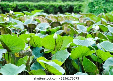 lotus ,white lotus or nucifera gaertn or Nelumbonaceae or white flower