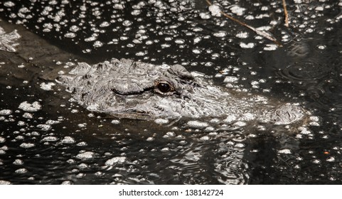 Louisiana Alligator At The Audubon Zoo