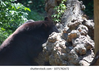 Louisiana Black Bear (Ursus Americanus Luteolus) Searching For Insects In A Tree