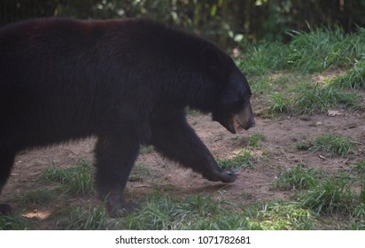 Louisiana Black Bear (Ursus Americanus Luteolus) Searching For A Snack