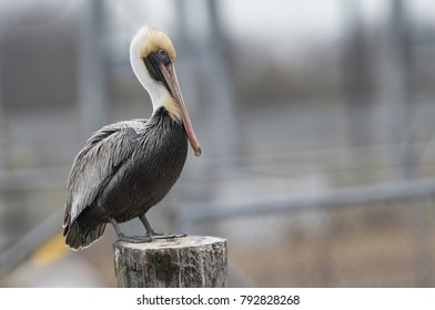 Louisiana Brown Pelican On Piling
