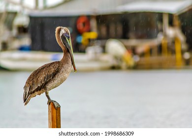 Louisiana Brown Pelican On The Water At The Edge Of A Fishing Camp