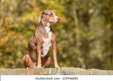 Louisiana Catahoula Leopard Dog