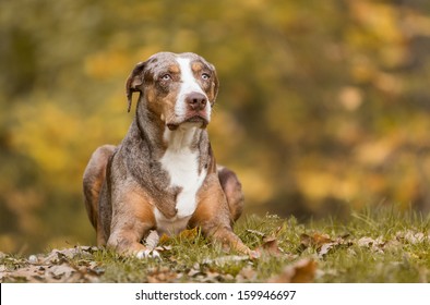 Louisiana Catahoula Leopard Dog