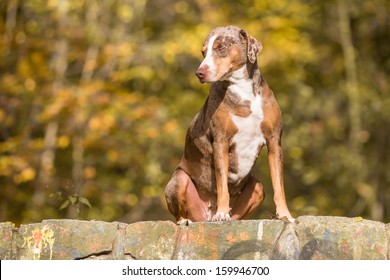 Louisiana Catahoula Leopard Dog