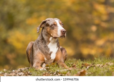 Louisiana Catahoula Leopard Dog