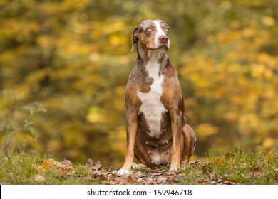 Louisiana Catahoula Leopard Dog