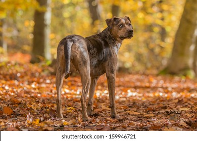 Louisiana Catahoula Leopard Dog