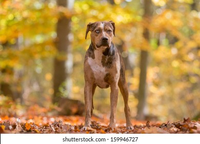 Louisiana Catahoula Leopard Dog