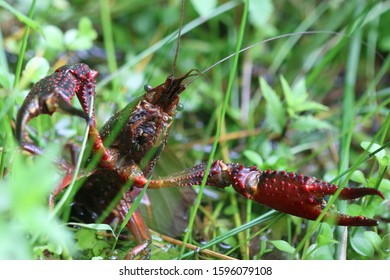 Louisiana Crawfish Or Louisiana Crayfish