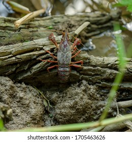 Louisiana Crayfish Or Red Swamp Crawfish