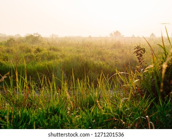 Louisiana Landscape. Swamp And Bayou Land In Cajun Country Of The United States Of America.