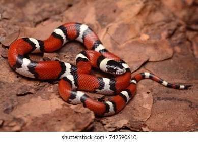 Louisiana Milk-snake Found After A Fall Cold-front Blew Through Southeast Texas. 