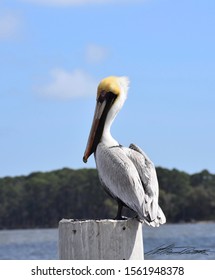 The Louisiana Pelican - St. George Island FL