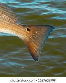 Louisiana Redfish Tail With A Small Black Spot