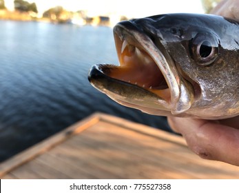 Louisiana Speckled Sea Trout Close-up