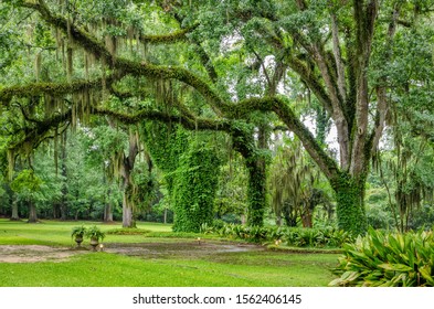 Louisiana Spring Landscape Includes Live Oaks Stock Photo (Edit Now ...