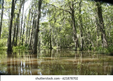 Louisiana Swamp