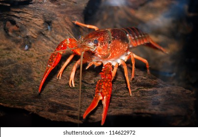 Louisiana Swamp Crayfish Procambarus Clarkii