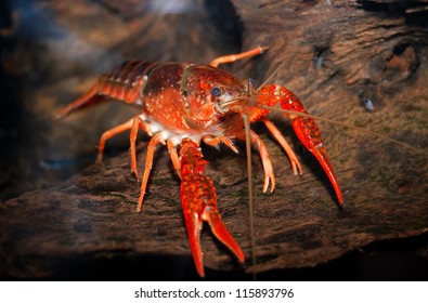 Louisiana Swamp Crayfish Procambarus Clarkii