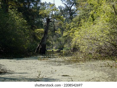 Louisiana Swamp And Cypress Tree Forest Surrounding Abandoned Fishing Boat