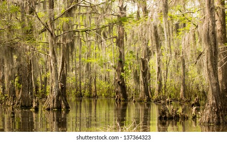 Louisiana Swamp Cypress Trees