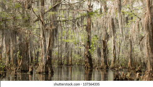 Louisiana Swamp Cypress Trees