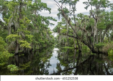 Louisiana Swamp With Moss Covered Trees, As Viewed From An Airboat Swamp Tour Out Of New Orleans. 