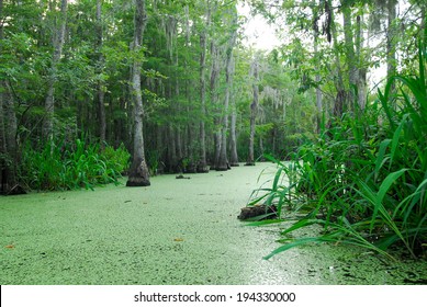 Louisiana Swamp Scene.