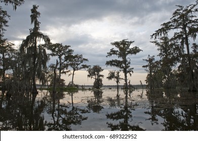 Louisiana Swamp Spanish Moss Hanging Trees Stock Photo 689322952 ...