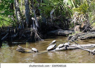Louisiana swamp tours