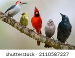 Louisiana Wild Birds Lined up on a Branch Including Woodpecker, Goldfinch, Cardinal, Brown-Headed Cowbird, and Red Winged Blackbird