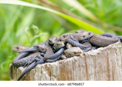 Lounge, group or bundle of Common Lizards (Zootoca vivipara) on a log stump