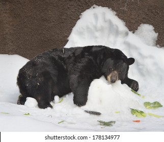 A Lounging Black Bear In The Snow