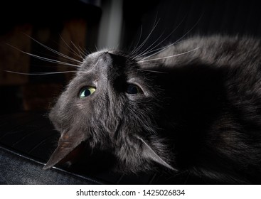 Lounging Grey Cat -- Low Key With Single Light Source