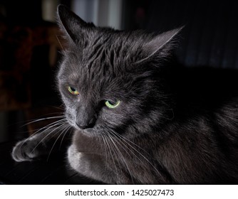 Lounging Grey Cat -- Low Key With Single Light Source