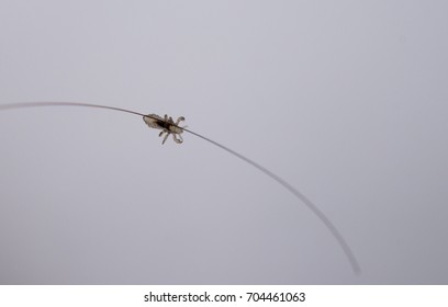 louse