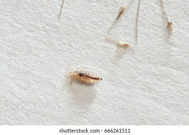 149 Hatching Louse Images, Stock Photos & Vectors | Shutterstock