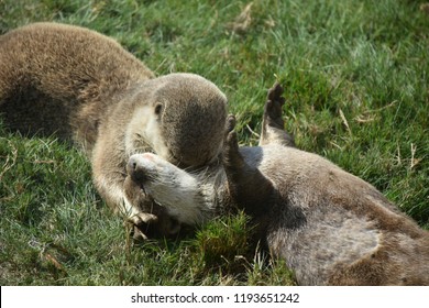 Loutre Hd Stock Images Shutterstock