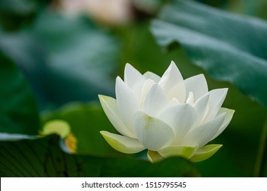 463 Louts flower Images, Stock Photos & Vectors | Shutterstock