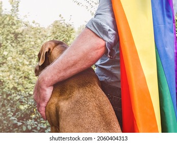 Lovable, adorable puppy of brown color and rainbow flag. Closeup, outdoors. Sun day. Concept of care, education, obedience training, raising pet