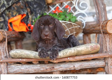 German Short Haired Pointer Puppy Images Stock Photos Vectors