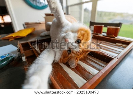 A lovable and playful long hair orange and white cat lies on his back with his arms outstretched on a backgammon board.