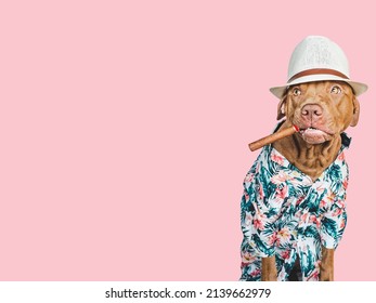 Lovable, pretty brown dog holding a cigar in his mouth. Travel preparation and planning. Close-up, indoors. Studio photo. Concept of recreation, travel and tourism. Pets care