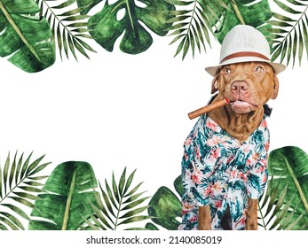 Lovable, pretty brown dog holding a cigar in his mouth. Travel preparation and planning. Close-up, indoors. Studio photo. Concept of recreation, travel and tourism. Pets care
