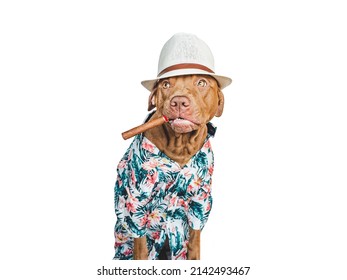 Lovable, pretty brown dog holding cigar in his mouth. Travel preparation and planning. Close-up, indoors. Studio photo. Concept of recreation, travel and tourism. Pets care