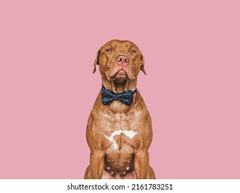 Lovable, pretty brown puppy and bow tie. Beauty and fashion. Close-up, indoors. Day light. Concept of care, education, obedience training and raising pets