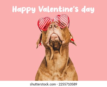 Lovable, pretty brown puppy and bright, red heart-shaped sunglasses. Happy Valentine's Day. Closeup, studio photo. Congratulations for family, loved ones, relatives, friends and colleagues